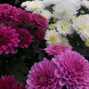 Meet your Posher, Lynnlee